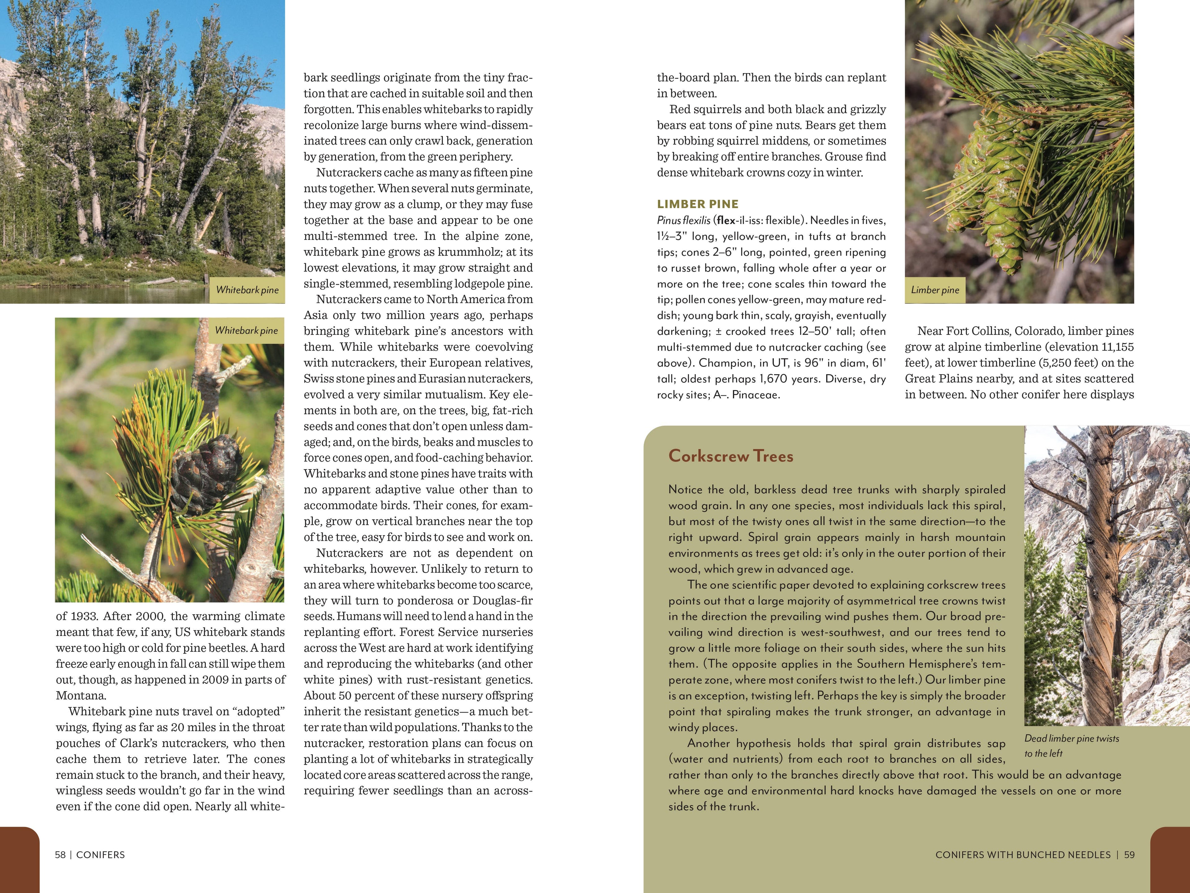 Rocky Mountain Field Guide