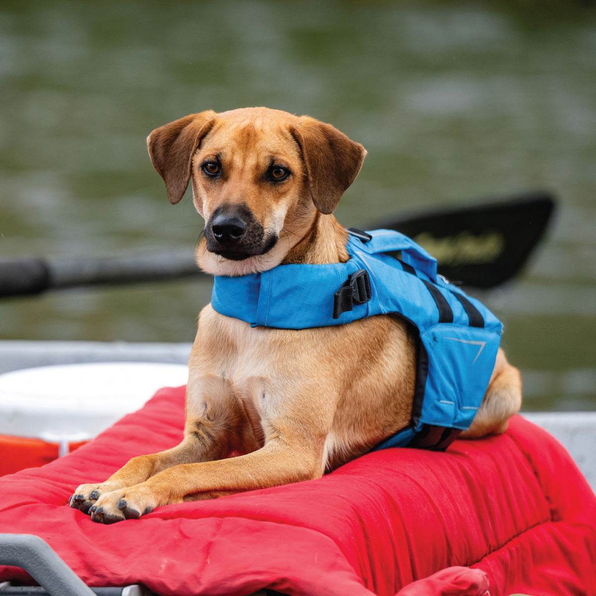 NRS CFD Dog Life Jacket