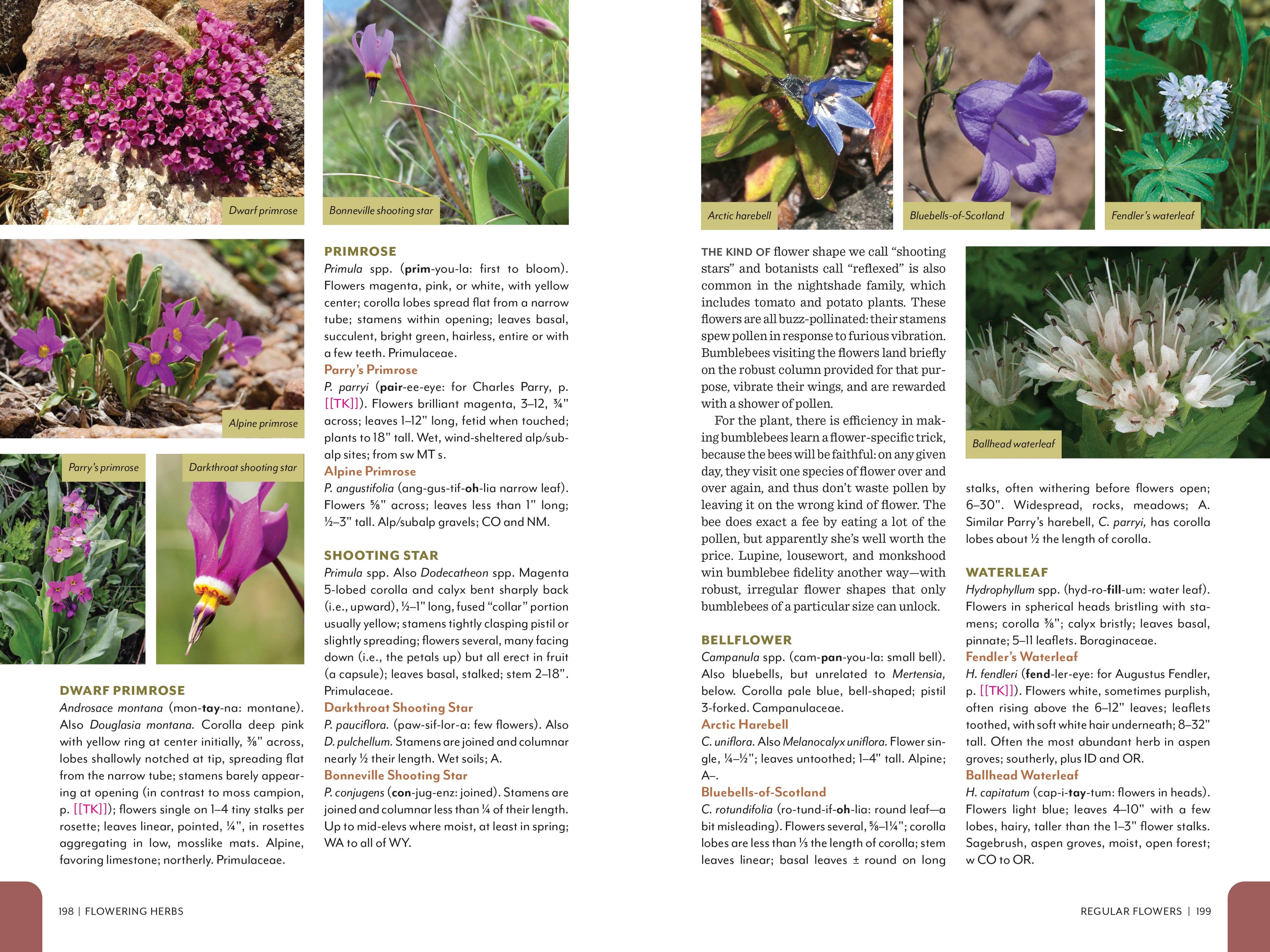 Rocky Mountain Field Guide