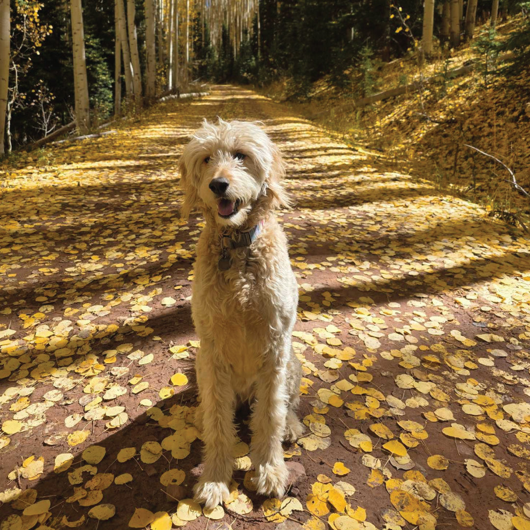 Dog standing on a path covered with fallen yellow leaves in a forest.
